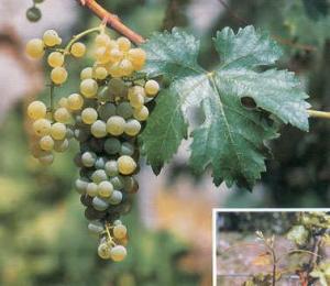Vite cultivar Ripolo