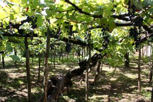 Vite cultivar Tintore di Tramonti, foto Vincenzo Sannino
