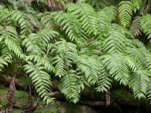 La Woodwardia Radicans, foto Serdio, Licenza Creative Commons