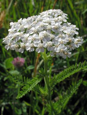 Achillea Millefolium L.