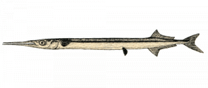Aguglia (Belone belone)
