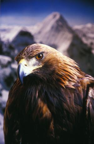 L'Aquila Reale 