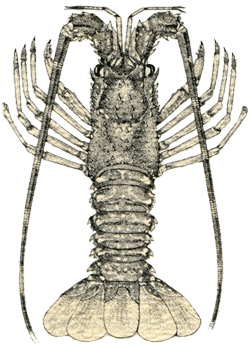 Aragosta