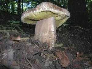 Boletus aestivalis, raccolto in Costiera amalfitana, foto Raffaele Mansi
