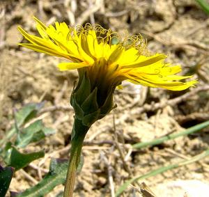 Rheicardia picroides