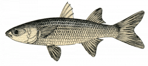 Cefalo o Muggine (Mugil cephalus)