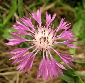 Centaurea tenorei Guss. ex Lacaita