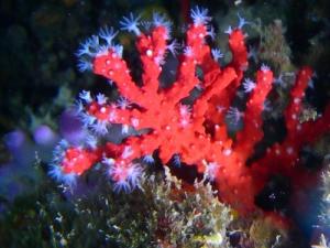 Il corallo rosso 