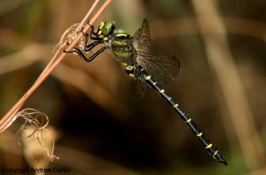 Libellula, foto Andrea Corso 