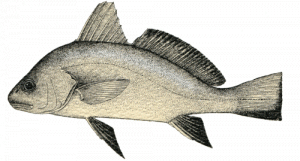 Corvina