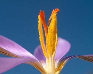 Crocus Imperati, foto Giuseppe Venturini