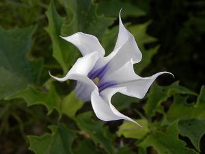 Datura, Stramonio