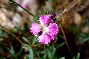 Dianthus rupicola