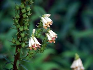 Digitalis micrantha nel Parco nazionale del Cilento