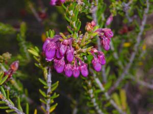 Erica terminalis