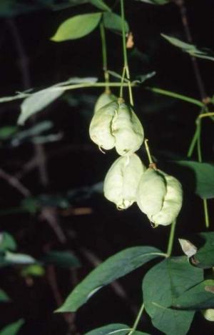 Staphylea pinnata L.