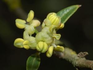 I fiori della Fillirea