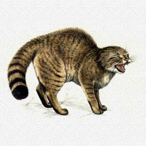 Il Gatto selvatico