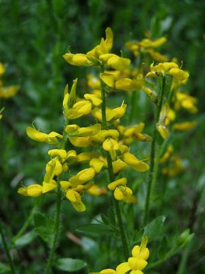 La Ginestra
