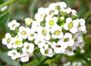 Lobularia maritima