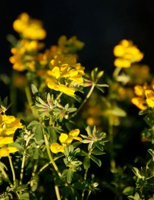 Lotus cytisoides