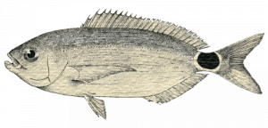 Occhiata