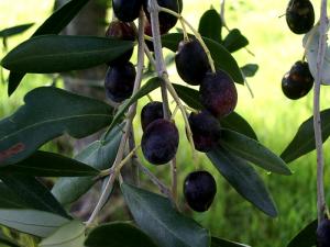 Olive cultivar Rotondella
