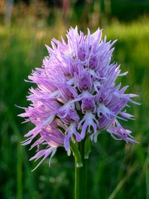 Orchis italica