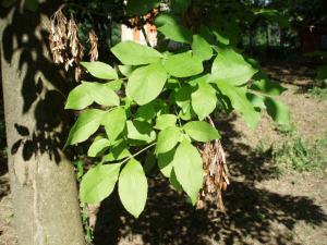 Orniello, Fraxinus ornus L.