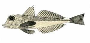 Pesce cappone imperiale