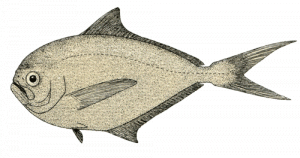 Pesce castagna