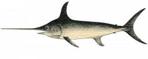 Pesce spada