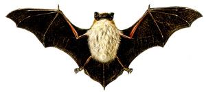 Pipistrello di Savi 