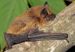 Pipistrellus kuhlii foto tratta da Naturefeg.com
