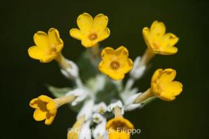 Primula Palinuro, foto di Gabriele de Filippo