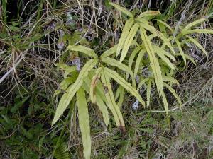 Pteris cretica