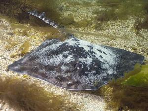 Razza Chiodata