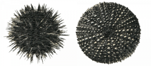 Riccio comune (Paracentrotus lividus)