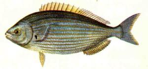 Salpa