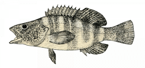 Sciarrano scritto