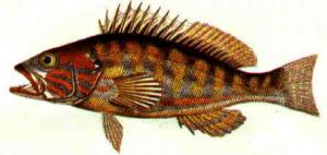 Sciarrano