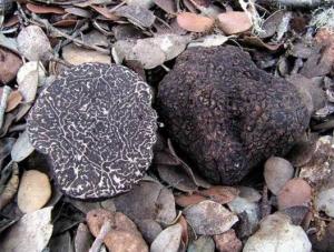 Tartufo nero di Colliano 