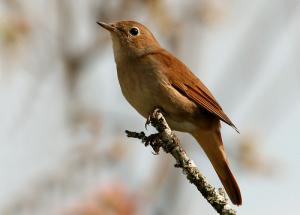 Usignolo