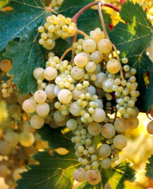 Uva pepella