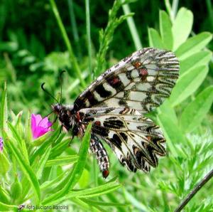 Zerynthia polyxena 