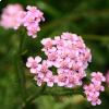 Achillea Millefolium L.