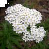 Achillea Millefolium L.
