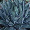 Agave