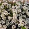 Lobularia maritima