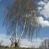 Alberi di Betula verrucosa